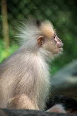 The mitered langur (Presbytis mitrata) is a species of monkey in the family Cercopithecidae