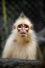 The mitered langur (Presbytis mitrata) is a species of monkey in the family Cercopithecidae