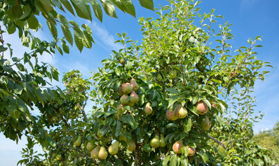 Pears tree in the summer garden.