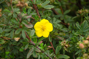 Kuril tea shrub blooms with yellow flowers