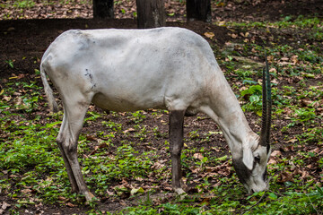 Oryx is a genus consisting of four large antelope species called oryxes
