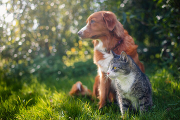 Cat and dog sitting together in grass on sunny summer day. Freindship between tabby domestic cat and Nova Scotia Duck Tolling Retriever.. - 748935925