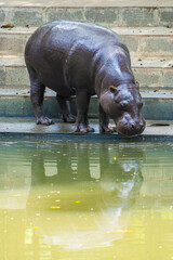 The pygmy hippopotamus or pygmy hippo (Choeropsis liberiensis) is a small hippopotamid which is native to the forests and swamps of West Africa