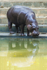 The pygmy hippopotamus or pygmy hippo (Choeropsis liberiensis) is a small hippopotamid which is...