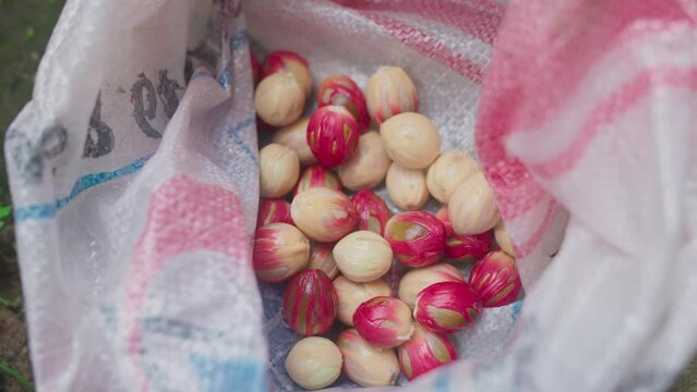 The nutmeg seeds that have been separated from the skin are put into a sack