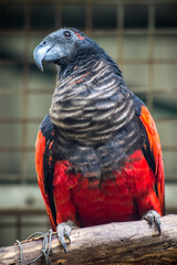 Pesquet's parrot (Psittrichas fulgidus), also known as the Dracula parrot or as the vulturine parrot © lessysebastian