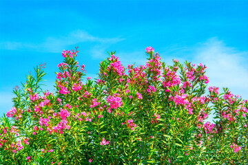 Obraz premium Blooming bougainvillea with bright purple flowers on a cloudless blue sky background