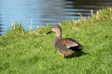 Full length portrait of an adult male gadwall (Anas strepera) on a green meadow near water - 748937711