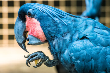 The palm cockatoo (Probosciger aterrimus), also known as the goliath cockatoo or great black...