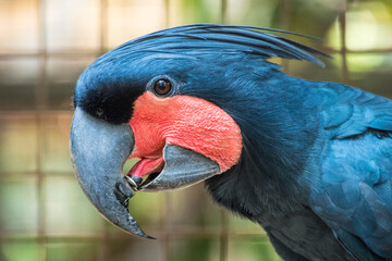 The palm cockatoo (Probosciger aterrimus), also known as the goliath cockatoo or great black...