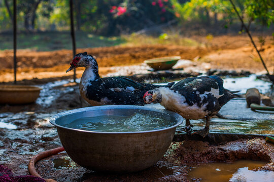 "The domestically raised ducks quenching their thirst from water, embodying endearing simplicity."