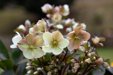 kremowy ciemiernik z różowym odcieniem, Helleborus