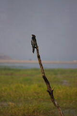 Cormorants bird 
