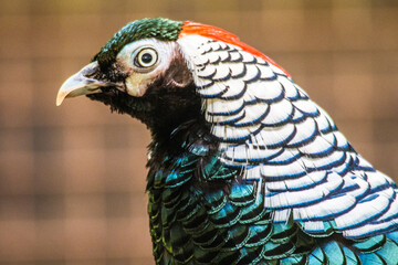 Obraz premium Pheasants are birds of several genera within the family Phasianidae in the order Galliformes