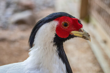 Pheasants are birds of several genera within the family Phasianidae in the order Galliformes