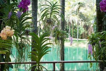 Inhotim Institute, tropical botanical garden and modern art.