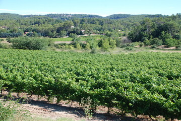 Fototapeta na wymiar vineyard in the south of France