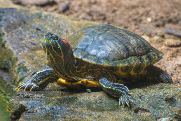 The red-eared slider or red-eared terrapin (Trachemys scripta elegans) is a subspecies of the pond...