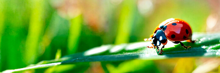 ladybug on the grass close-up. Selective focus.