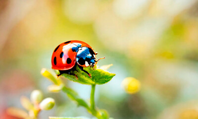 Obraz premium ladybug on the grass close-up. Selective focus.