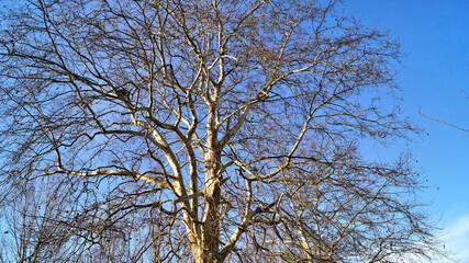 Baumkrone unter blauem Himmel im Februar