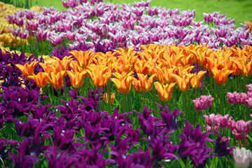 Flowers in Keukenhof