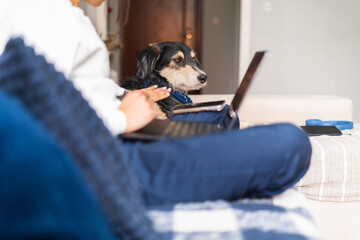 A person working on a laptop with their dog comfortably sitting beside them, showcasing the bond between pet and owner