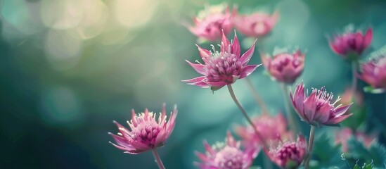 A cluster of pink Astrantia flowers bloom amongst vibrant green grass in a natural outdoor setting....