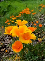 Beautiful mountain flowers in the valley