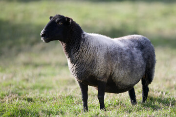 Blue Texel Sheep Standing in Field
