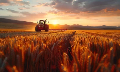 Foto op Canvas Harvester is harvesting cultivated ripe crops under the golden afternoon sun in the sunset time. AI generated image © Falk