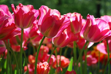 Keukenhof in the Netherlands
