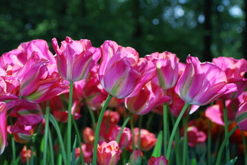 Obraz premium Keukenhof in the Netherlands