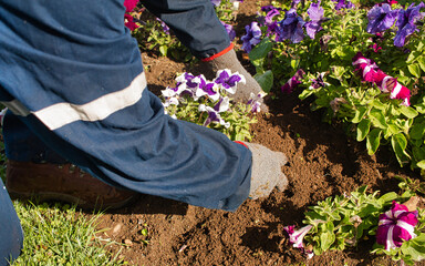 Gardening worker removing grass from the soil in a flower garden