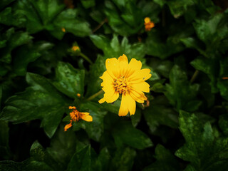 the yellow flower