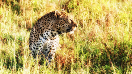 Leopard im Krüger-Nationalpark