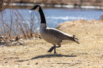 Canadian Goose Walking on Land