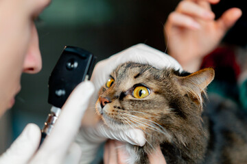 close-up in a veterinary clinic a veterinarian doctor checks the condition of the cat's eyes