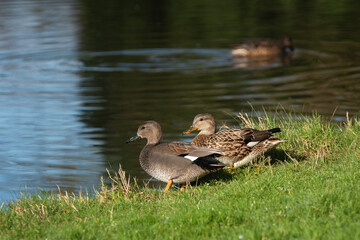 A pair of adult gadwalls (Mareca strepera) stands on the shore of a pond on a sunny winter morning - 748947185