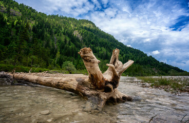 Treibholz, Die Isar im Umland von Bad Tölz, Bayern, Deutschland