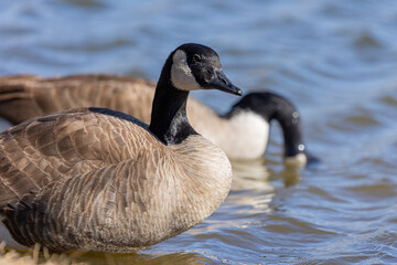Colorado Geese on Local Boulder Pond in Spring Season