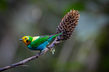 Chlorochrysa nitidissima, also known as the 