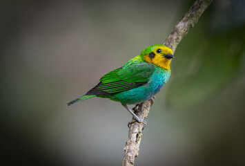 Chlorochrysa nitidissima, also known as the 