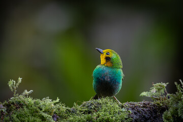 Chlorochrysa nitidissima, also known as the 