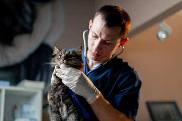 veterinarian doctor listens to the work of the cat's larynx in a veterinary clinic