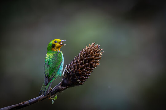 Chlorochrysa nitidissima, also known as the "multicolor tanager", is a beautiful bird that inhabits the humid forests of the Colombian mountains. Its shiny plumage and elegant posture are cute