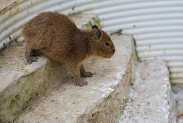 The Capybara, the most friendly giant animal
