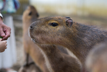 The Capybara, the most friendly giant animal