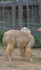Fototapeta premium the alpaca staying in a zoo