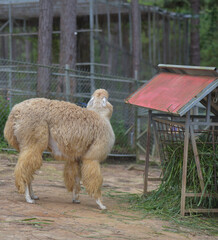 the alpaca staying in a zoo